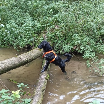 Собаки в добрые руки - Ричи - 1