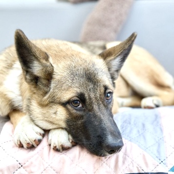 Собаки в добрые руки - Молли