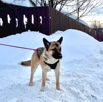Собаки в добрые руки - Молли - 1