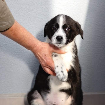 Чижик - Собаки в добрые руки