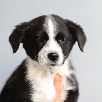 Собаки в добрые руки - Чижик - 1