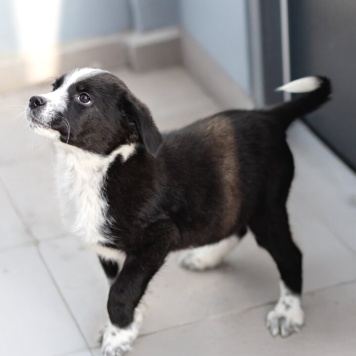 Собаки в добрые руки - Чижик - 3