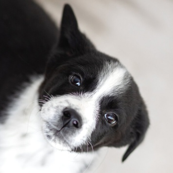 Собаки в добрые руки - Чижик - 4