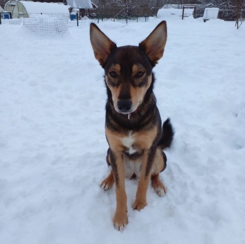 Собаки в добрые руки - Риточка