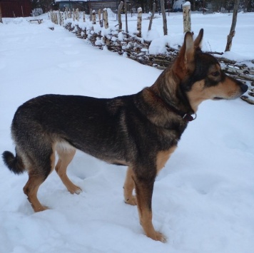 Собаки в добрые руки - Риточка - 1