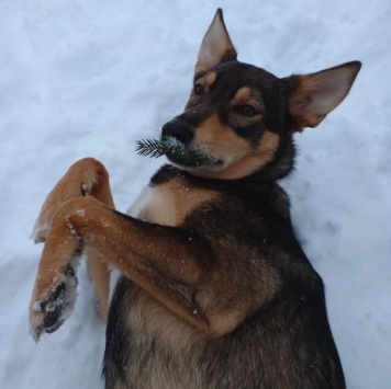 Собаки в добрые руки - Риточка - 3