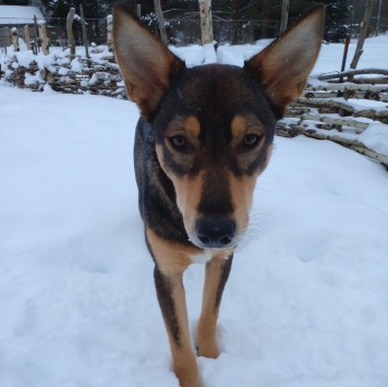 Собаки в добрые руки - Риточка - 4