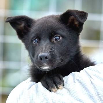 Собаки в добрые руки - Кай