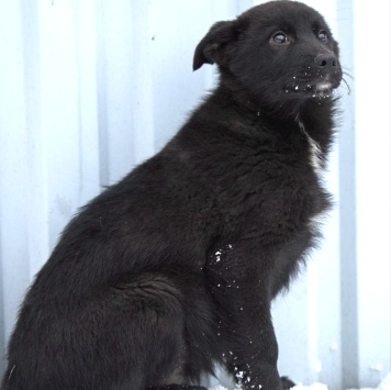 Собаки в добрые руки - Кай - 1