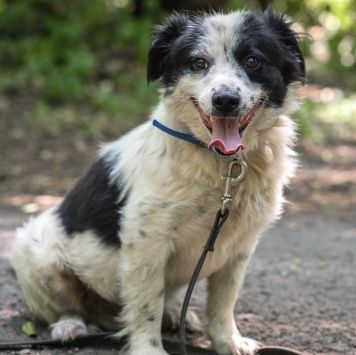 Собаки в добрые руки - Чука