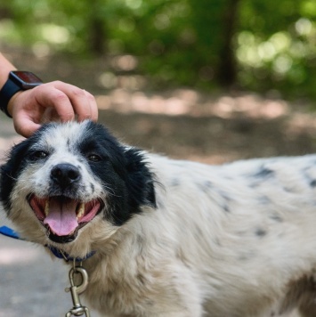 Собаки в добрые руки - Чука - 1