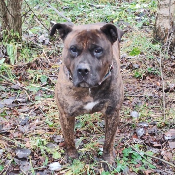 Собаки в добрые руки - Балу