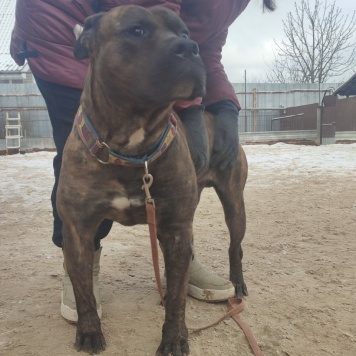 Собаки в добрые руки - Балу - 1