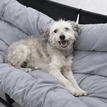 Сушка - Собаки в добрые руки