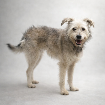 Собаки в добрые руки - Сушка - 1