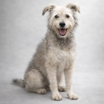 Собаки в добрые руки - Сушка - 2