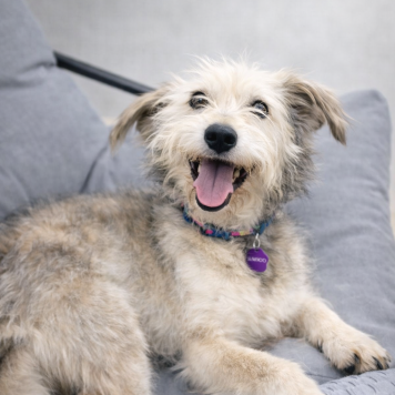 Собаки в добрые руки - Сушка - 3