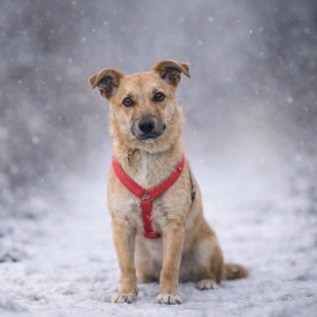 Собаки в добрые руки - Капля