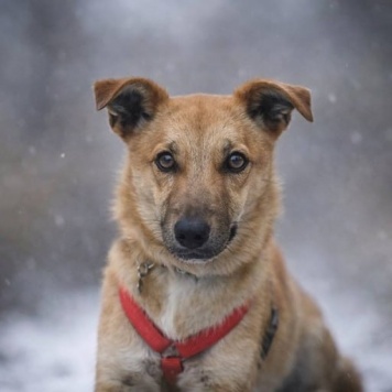 Собаки в добрые руки - Капля - 1