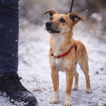 Собаки в добрые руки - Капля - 2