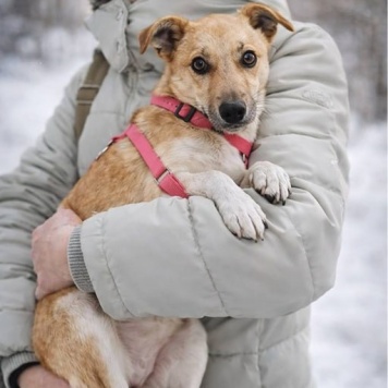 Собаки в добрые руки - Капля - 3