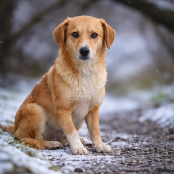 Собаки в добрые руки - Фанта