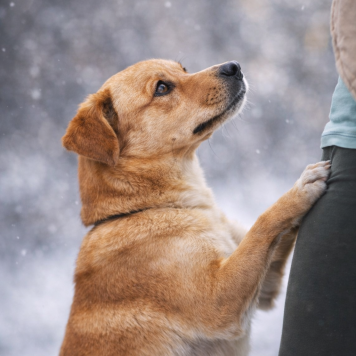 Собаки в добрые руки - Фанта - 2