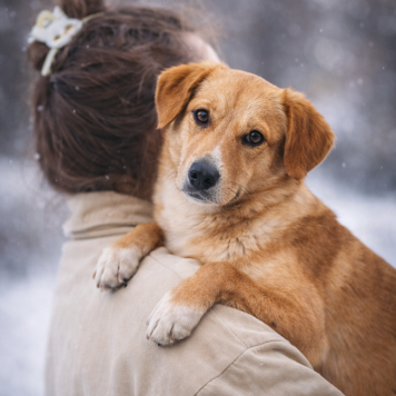 Собаки в добрые руки - Фанта - 3
