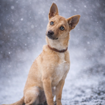 Кэрри - Собаки в добрые руки