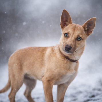 Собаки в добрые руки - Кэрри - 1