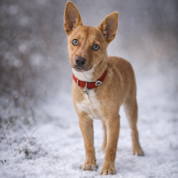 Собаки в добрые руки - Кэрри - 3
