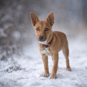 Собаки в добрые руки - Кэрри - 4