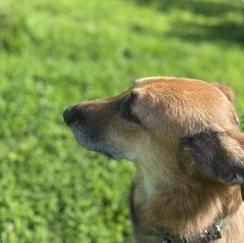 Собаки в добрые руки - Барс - 2