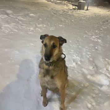 Найденные собаки - Барс