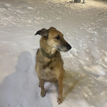 Найденные собаки - Барс - 1