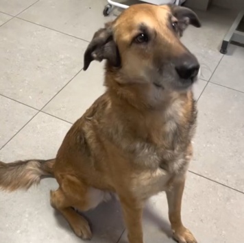 Найденные собаки - Барс - 3