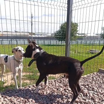 Собаки в добрые руки - Рокко - 1