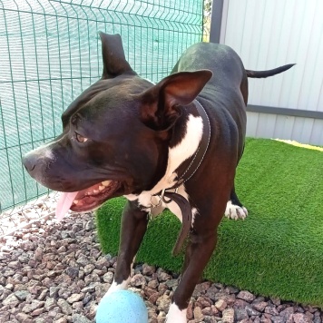 Собаки в добрые руки - Рокко - 2