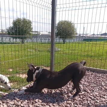 Собаки в добрые руки - Рокко - 4