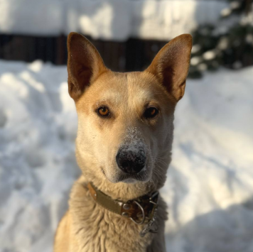 Собаки в добрые руки - Кекс