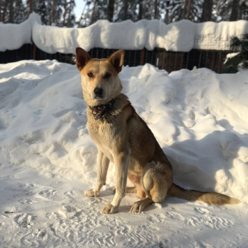 Собаки в добрые руки - Кекс - 1