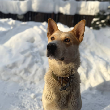 Собаки в добрые руки - Кекс - 2