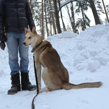 Собаки в добрые руки - Кекс - 3