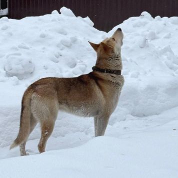 Собаки в добрые руки - Кекс - 4