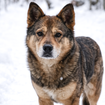 Собаки в добрые руки - Вера