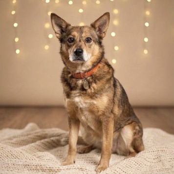 Собаки в добрые руки - Вера