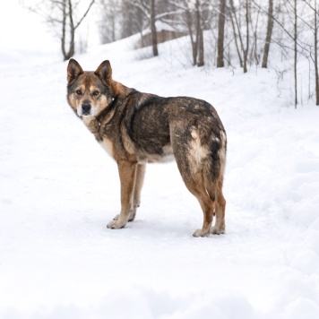 Собаки в добрые руки - Вера - 1