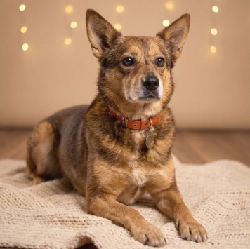 Собаки в добрые руки - Вера - 1