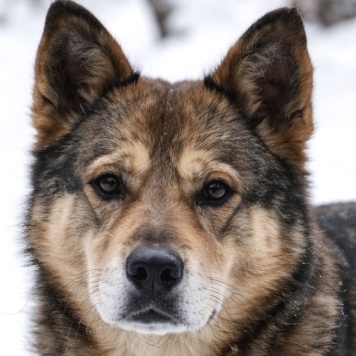 Собаки в добрые руки - Вера - 2