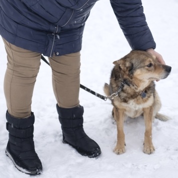 Собаки в добрые руки - Вера - 3